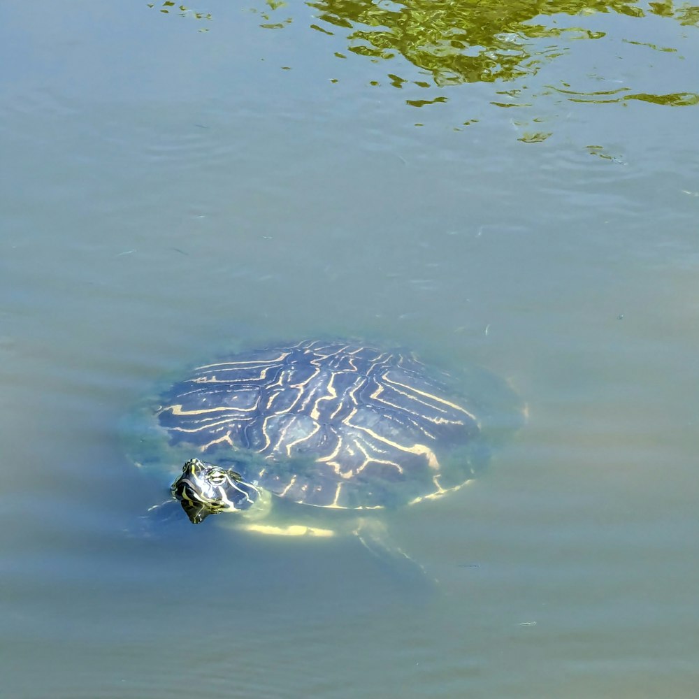 a turtle is swimming in the water