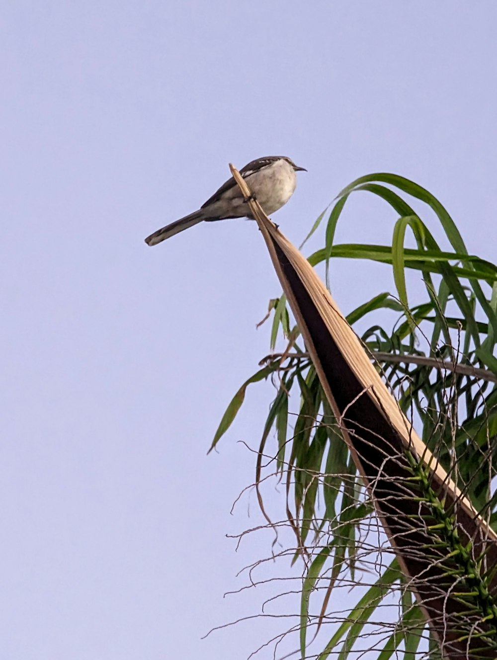 a bird perched on top of a palm tree