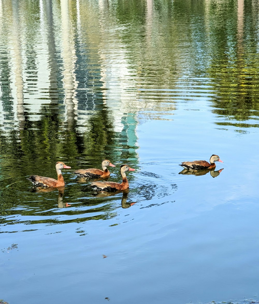 a group of ducks floating on top of a lake