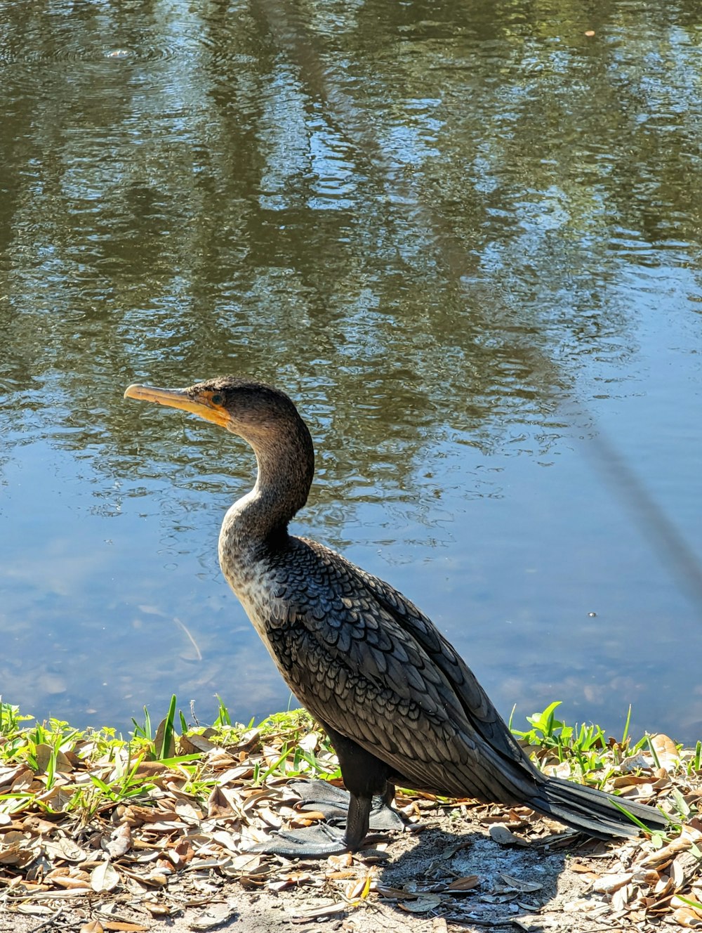 a bird standing on the shore of a lake