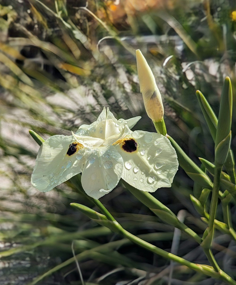 a close up of a flower with water droplets on it