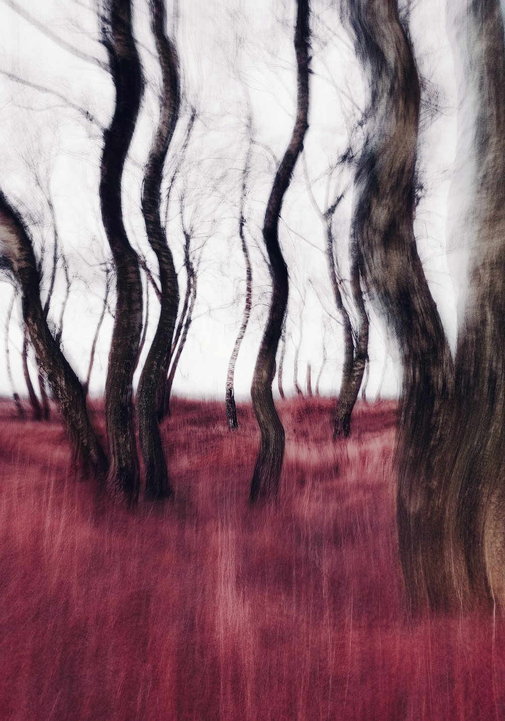 Ein verschwommenes Foto von Bäumen auf einem Feld