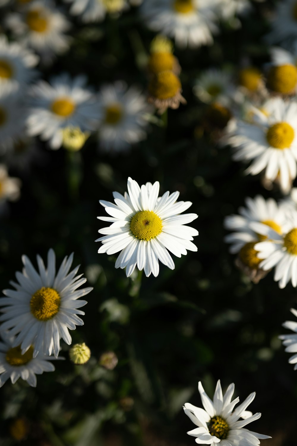 a bunch of white flowers with yellow centers