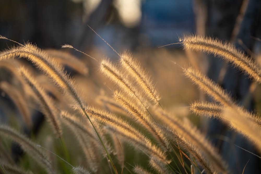 a close up of a bunch of tall grass