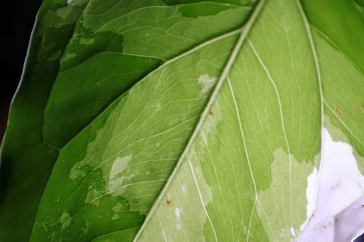 観葉植物の害虫の種類一覧｜見た目と症状で見分ける