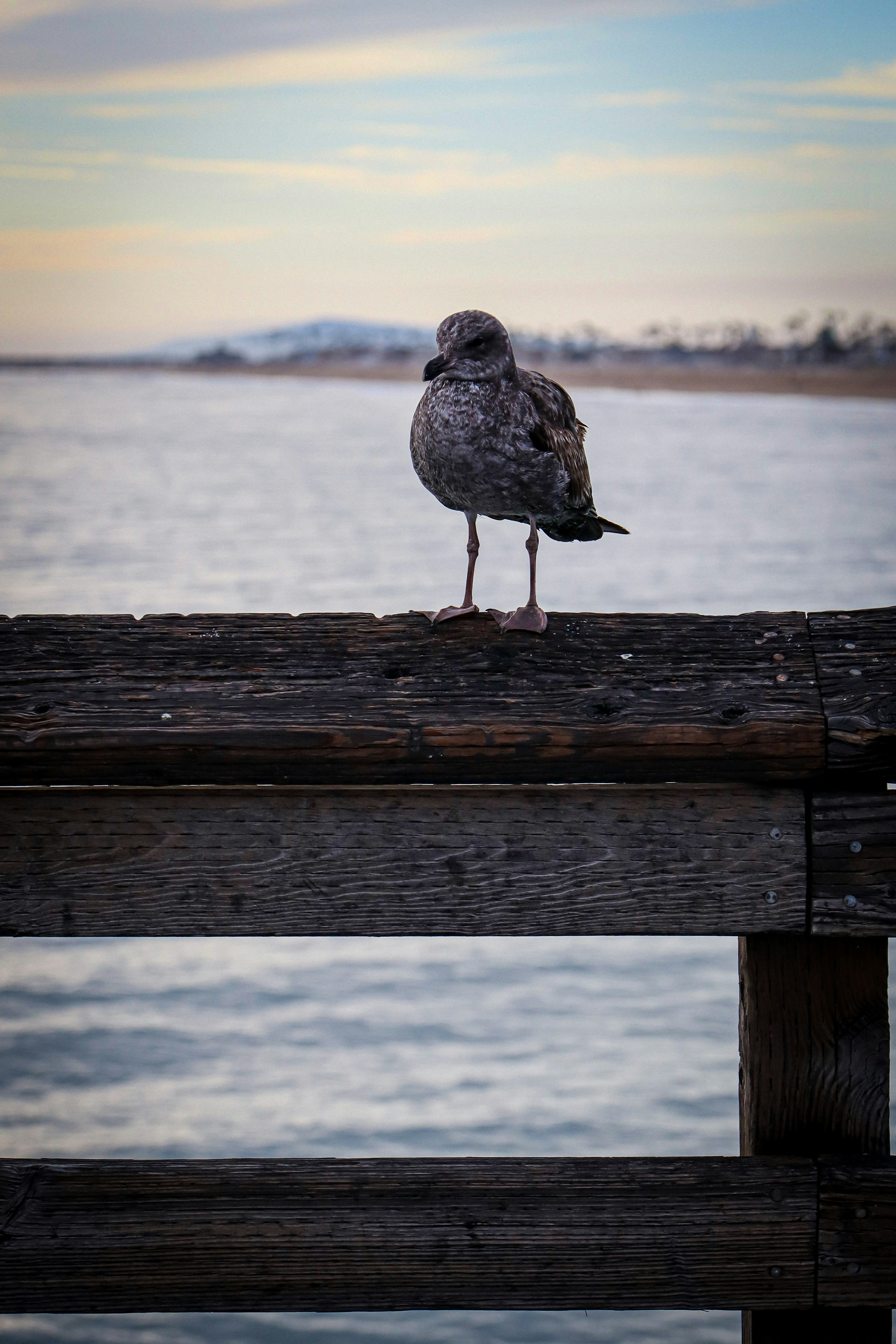 Photo by ant626