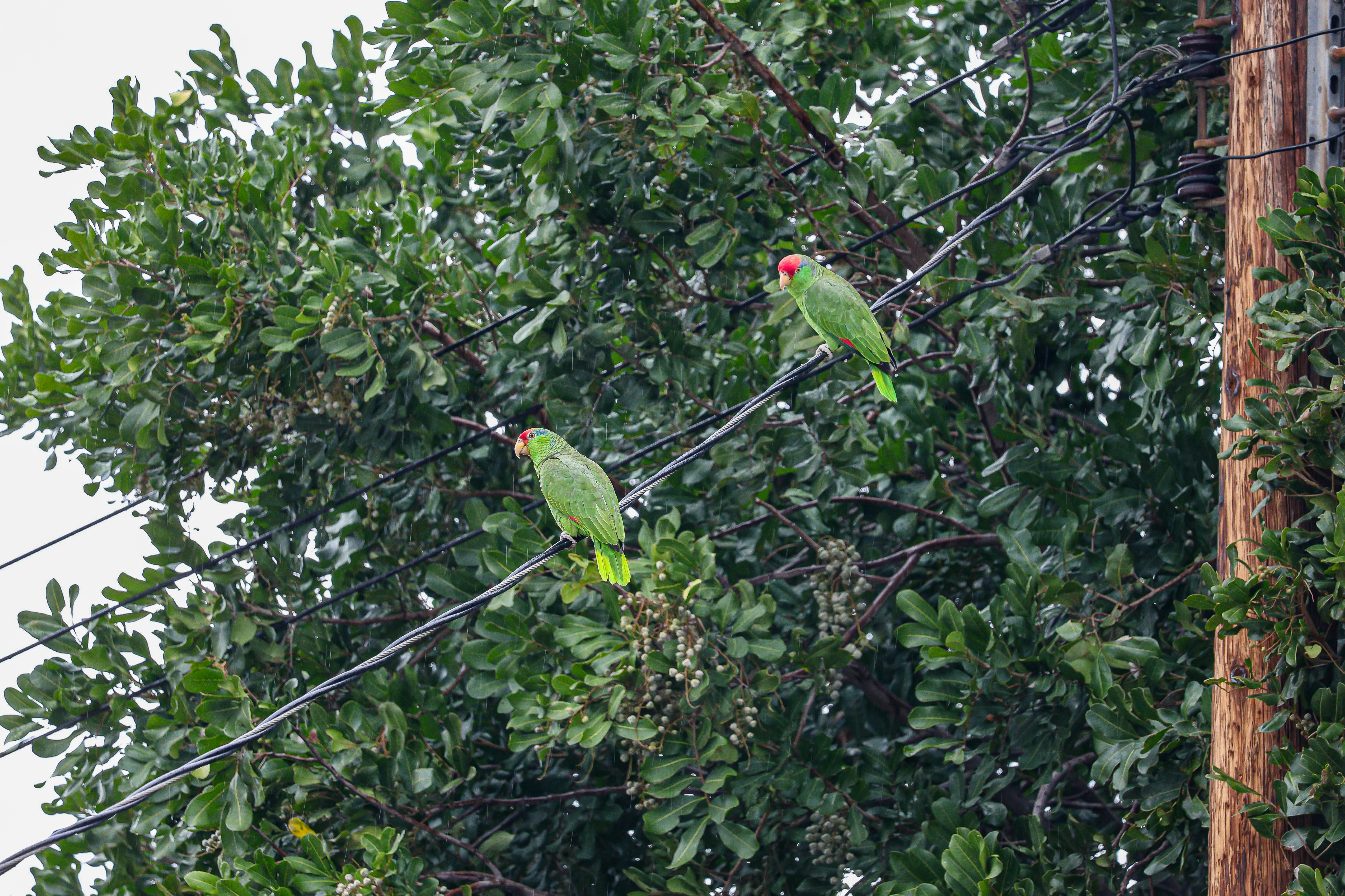 two green birds perched on a wire in a tree