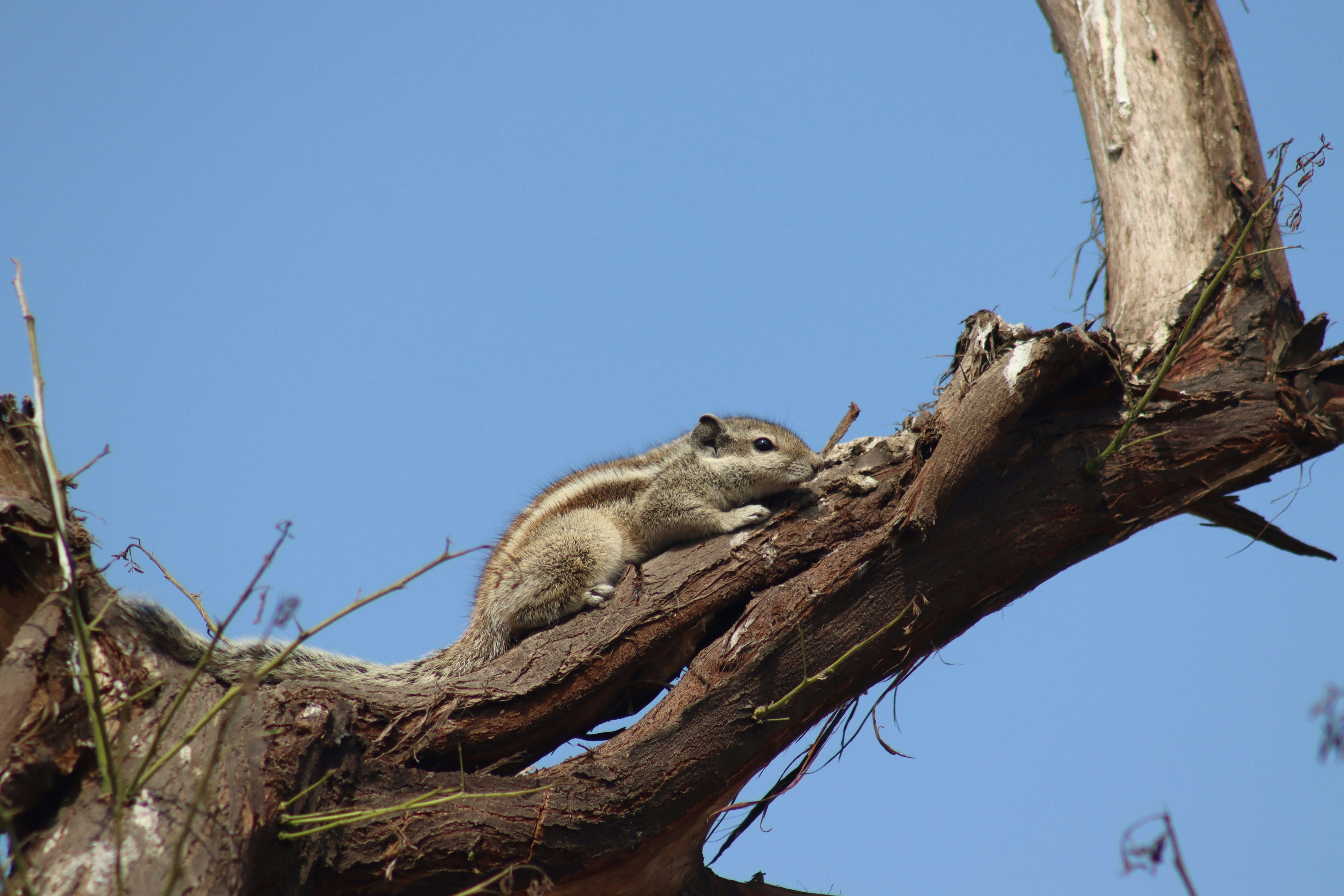 a squirrel sitting on top of a tree branch