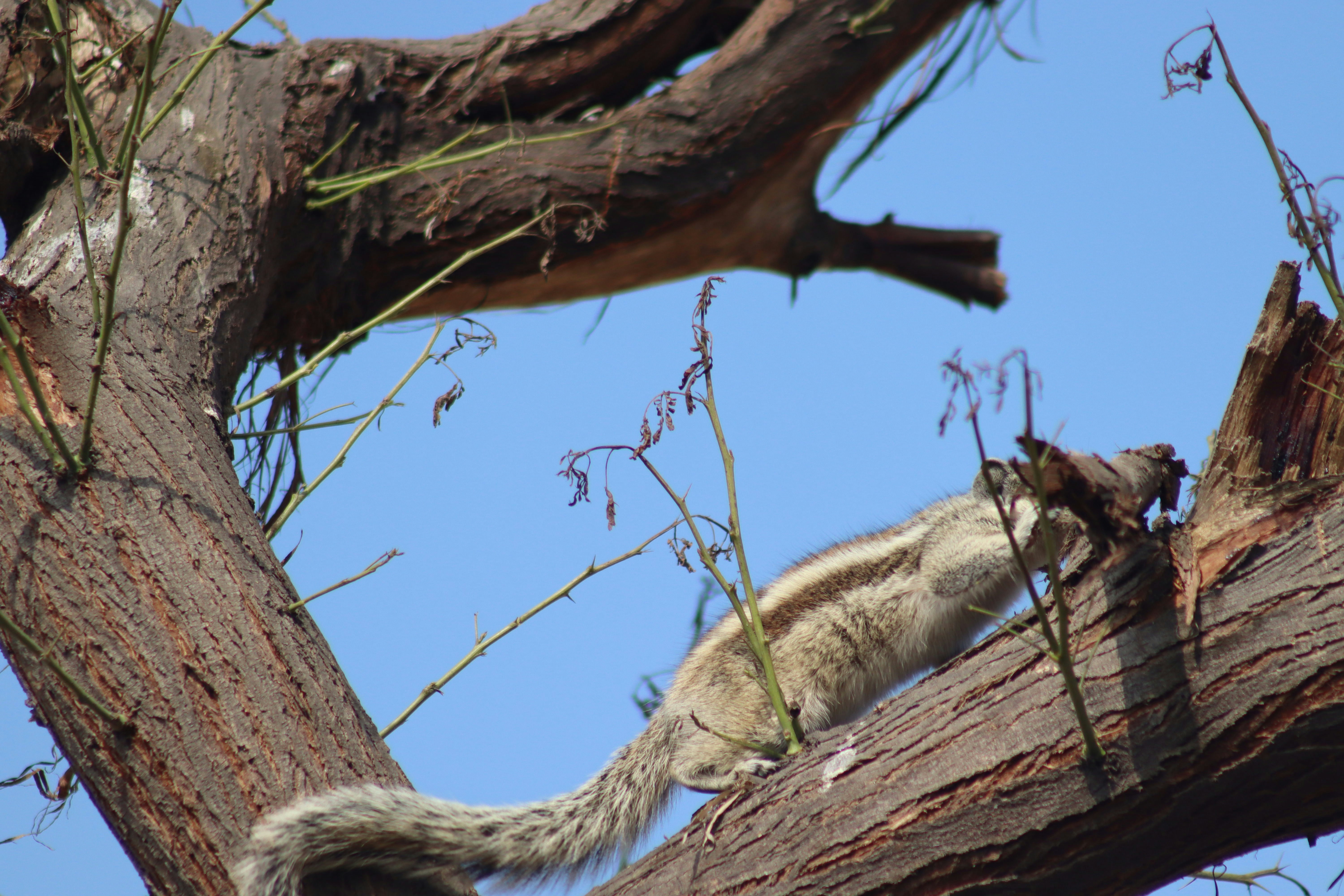 a squirrel is climbing up a tree branch