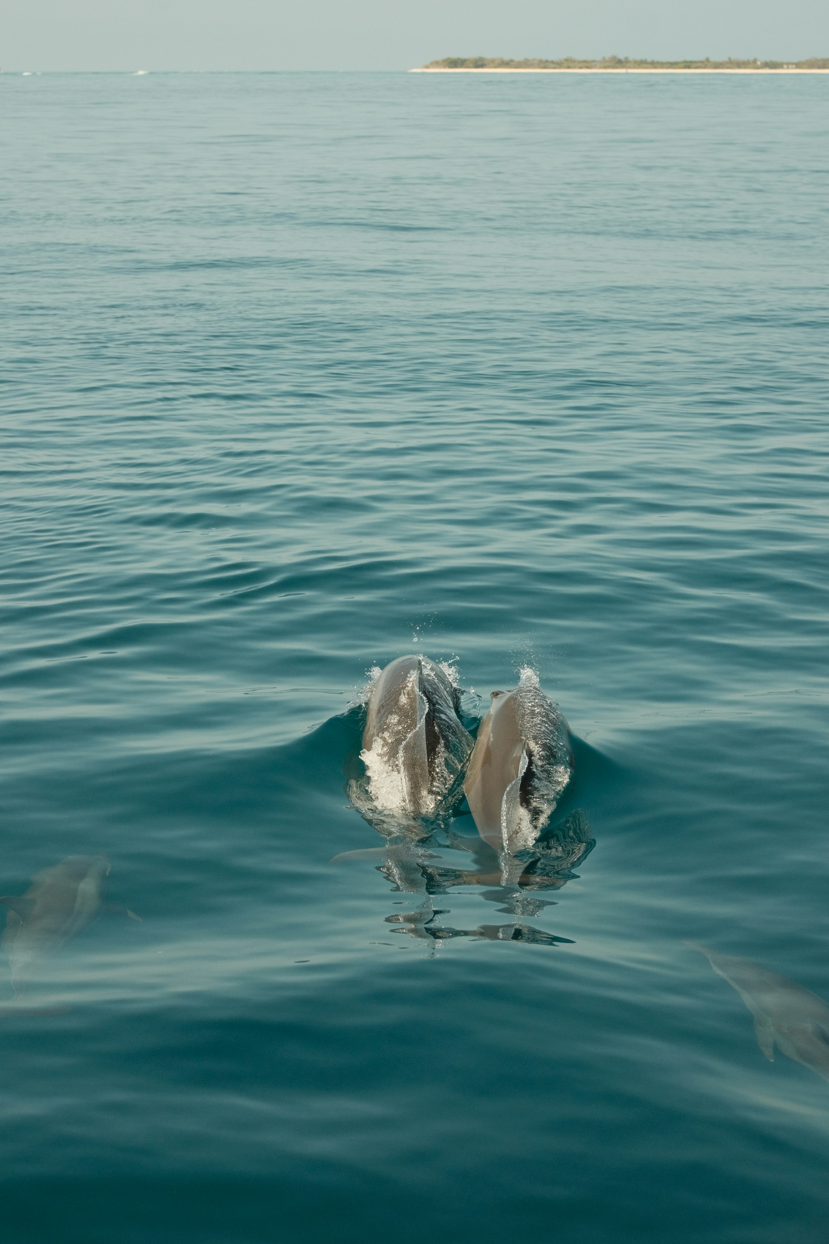 a couple of birds are swimming in the water