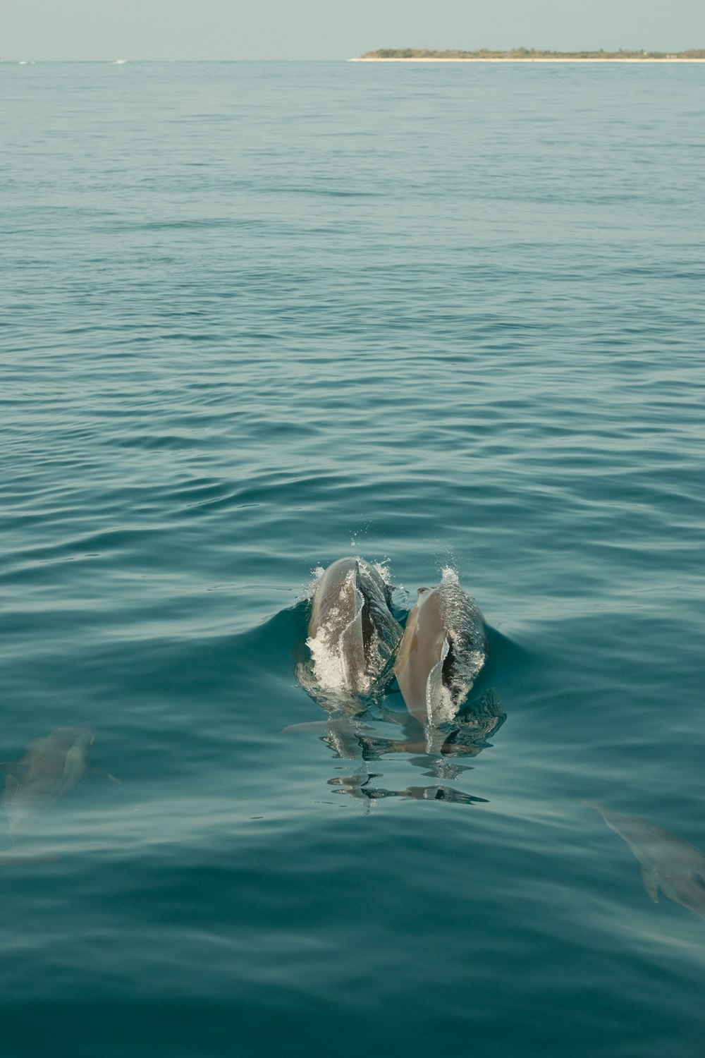 a couple of birds are swimming in the water