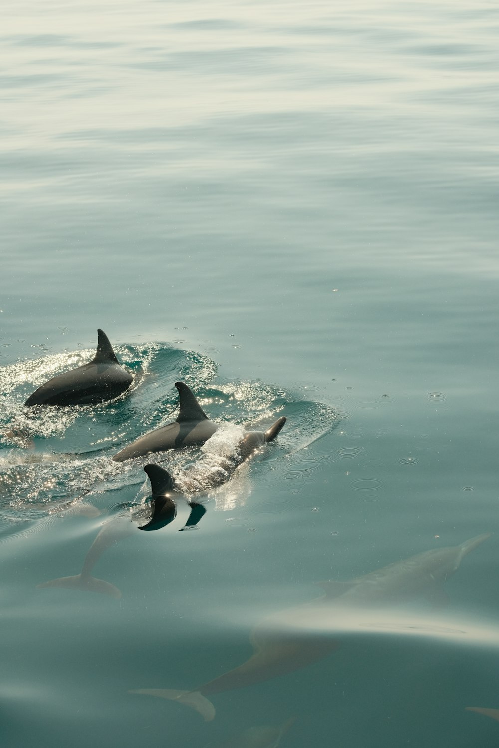 a group of dolphins swimming in a body of water