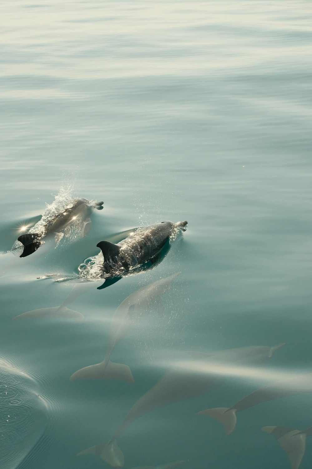 a group of dolphins swimming in a body of water