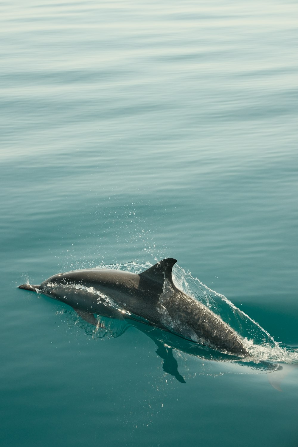 a dolphin is swimming in the water