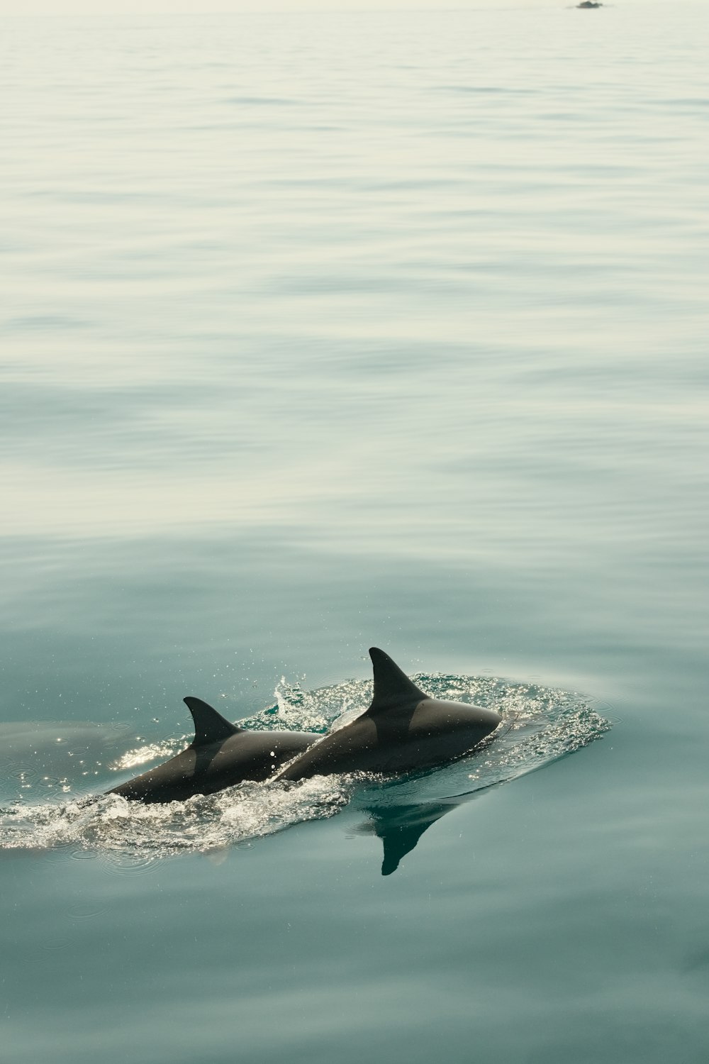 a couple of dolphins swimming in the ocean