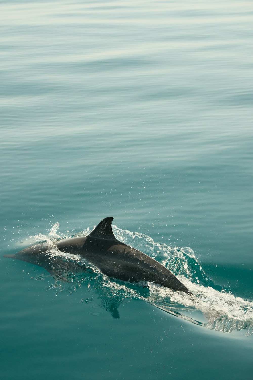 a dolphin is swimming in the water