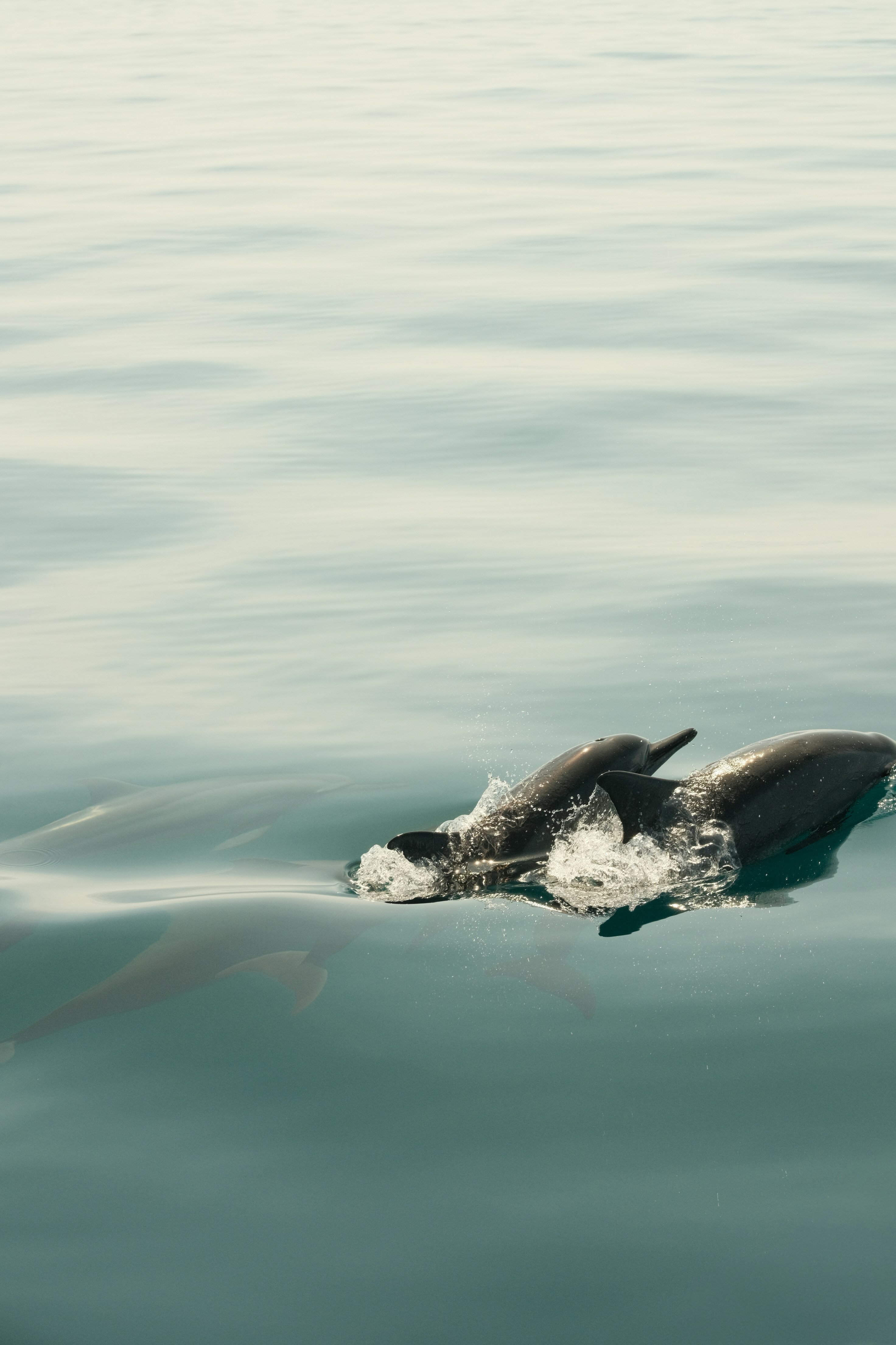a couple of dolphins swimming in a body of water