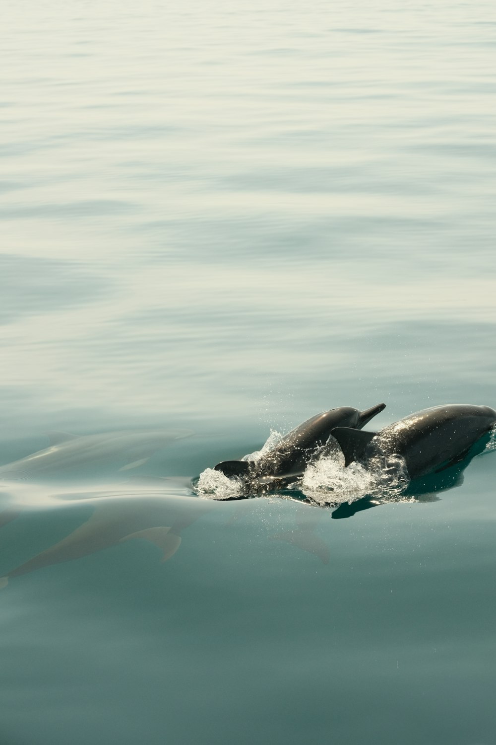 a couple of dolphins swimming in a body of water