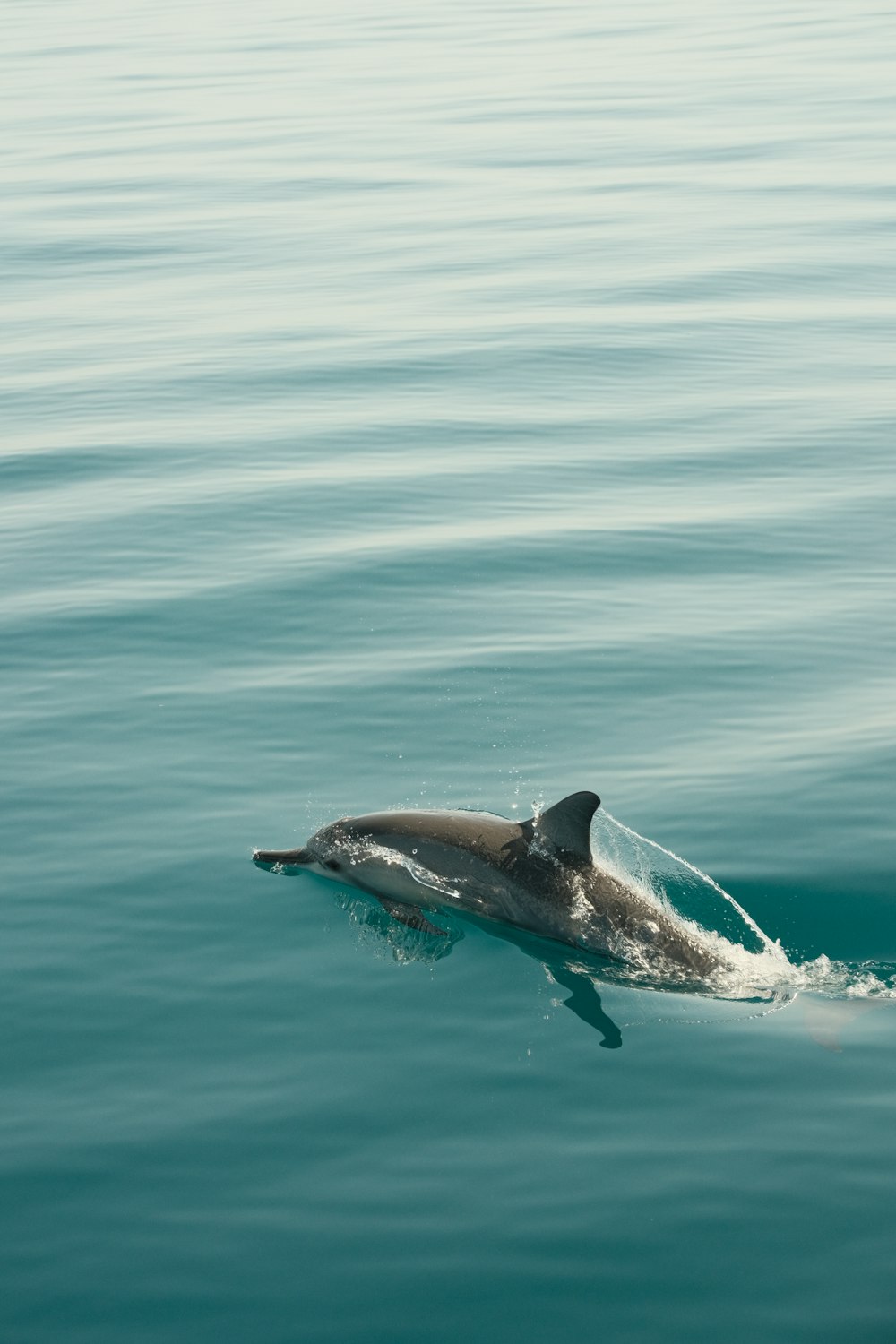 a dolphin is swimming in the water