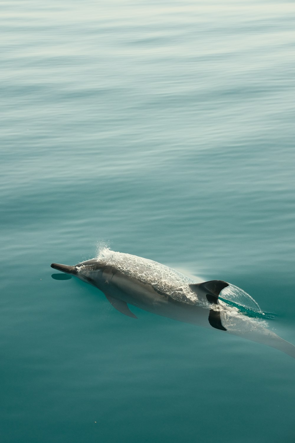 a dolphin swimming in a body of water