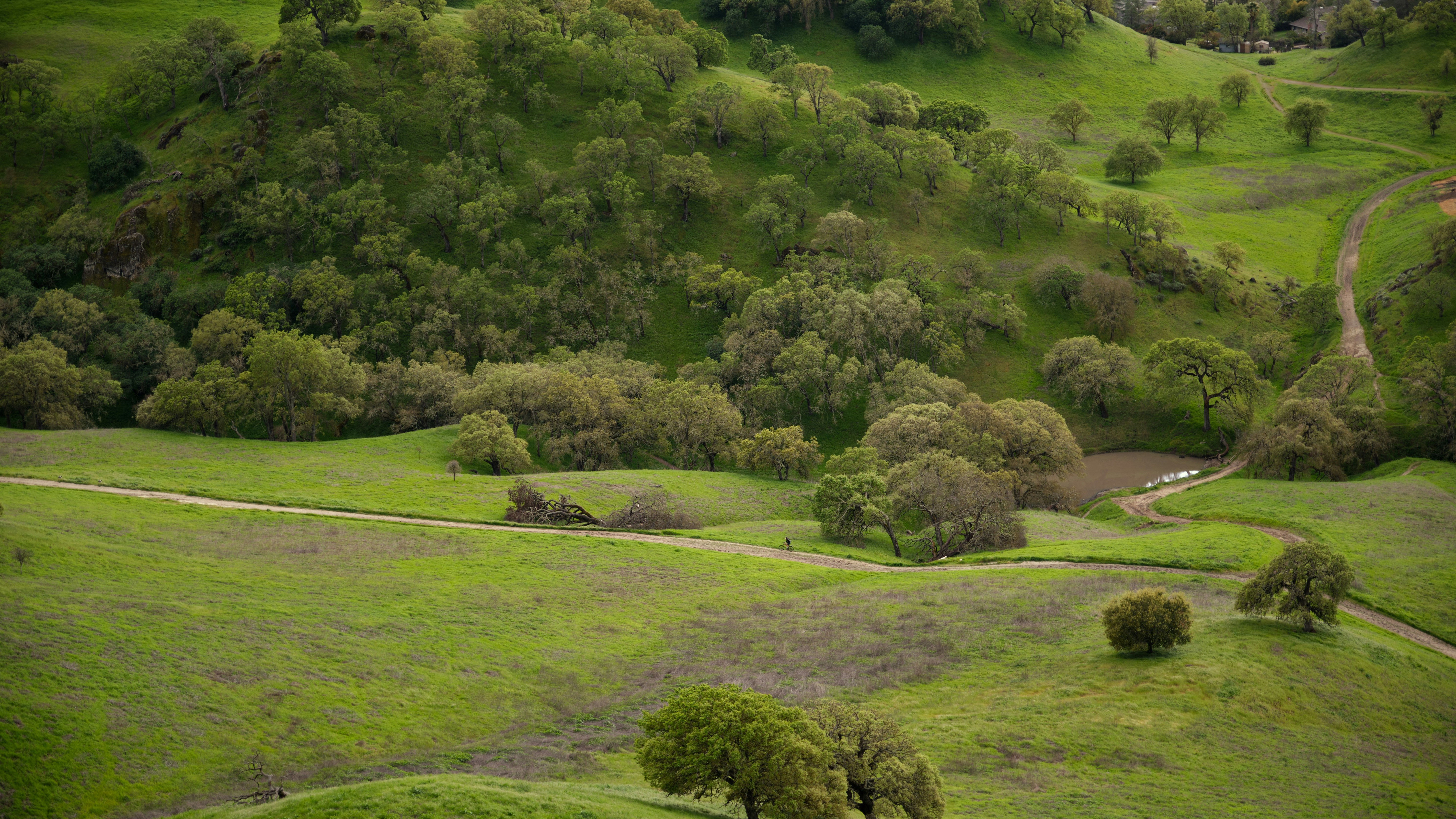 a lush green hillside covered in lots of trees