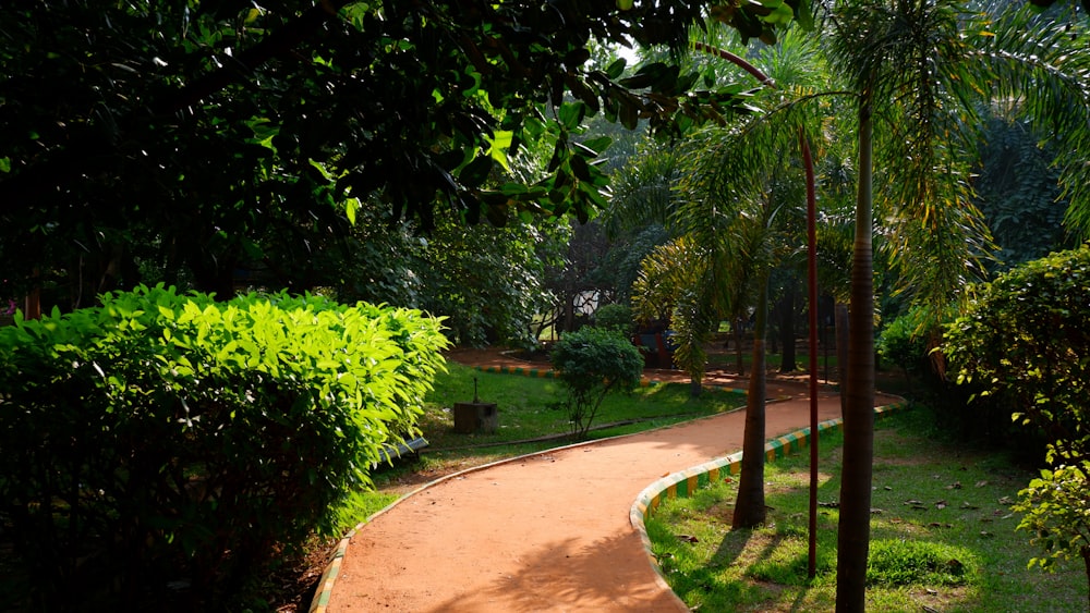 a path in the middle of a lush green park