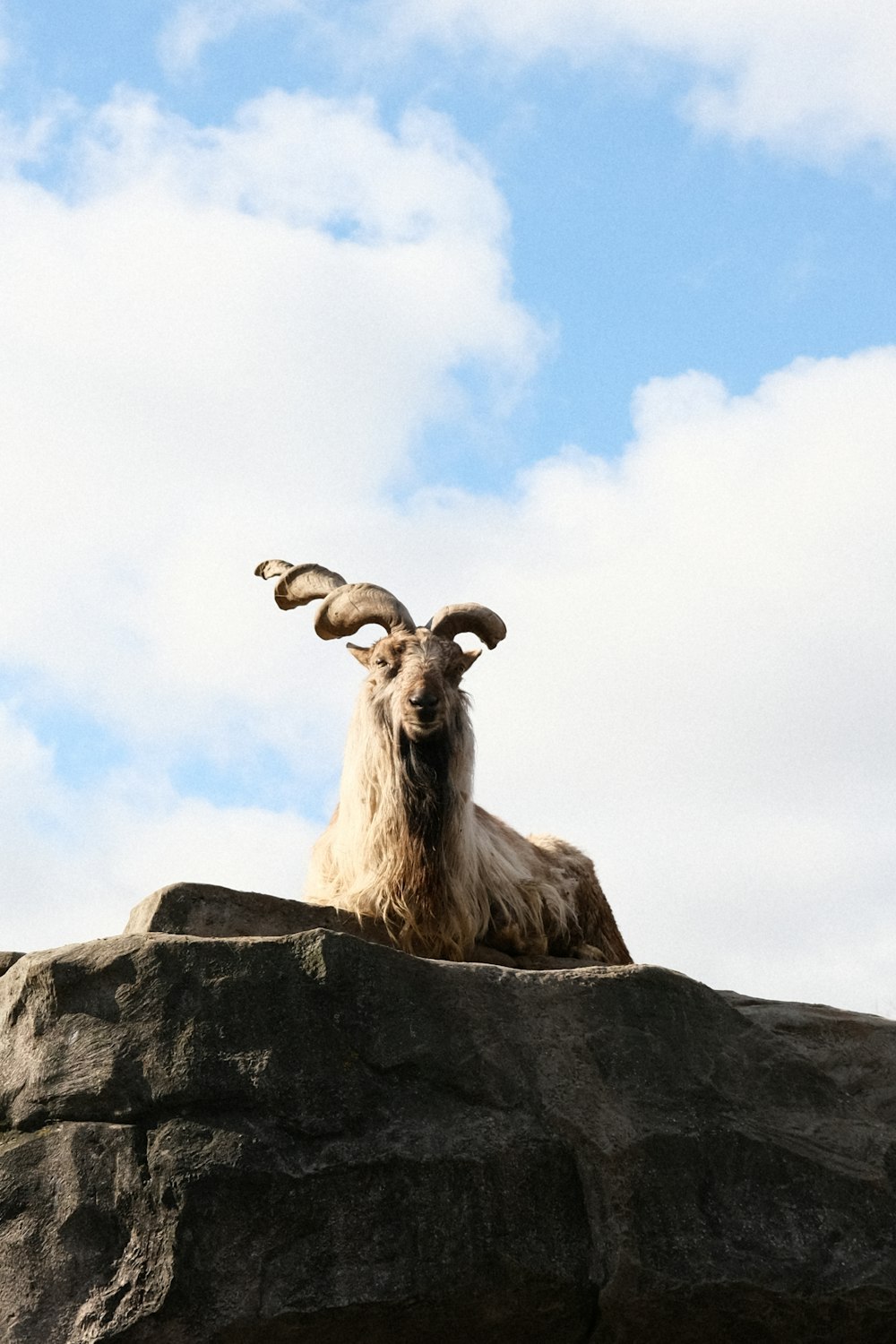a goat sitting on top of a large rock