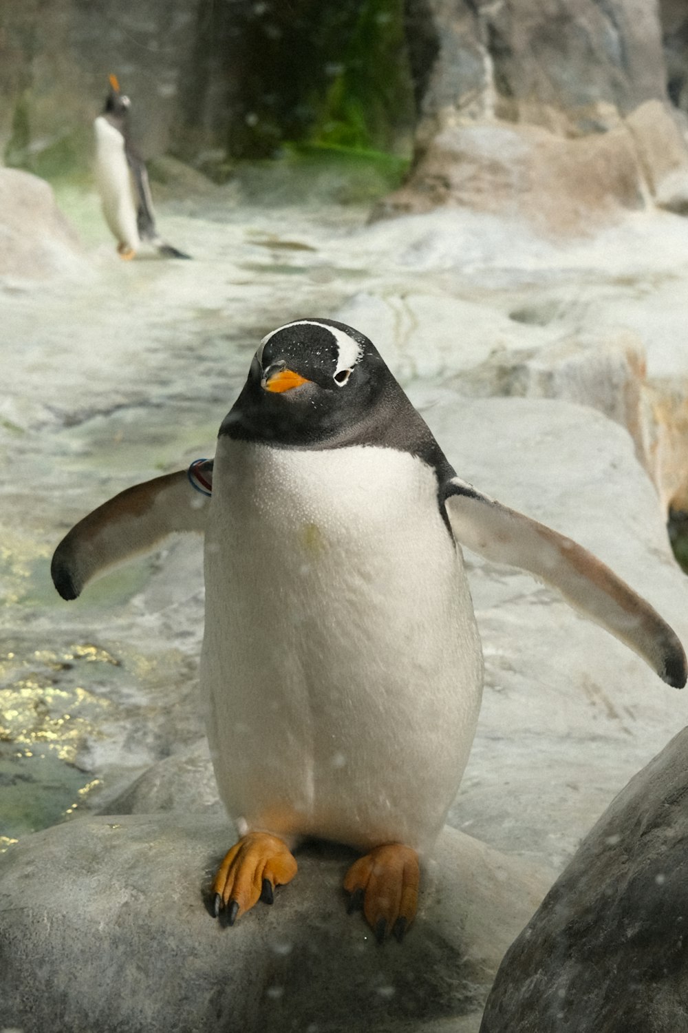 a penguin standing on a rock in a zoo