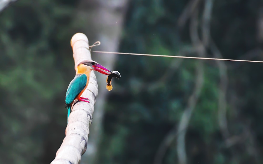 a colorful bird sitting on top of a wooden pole