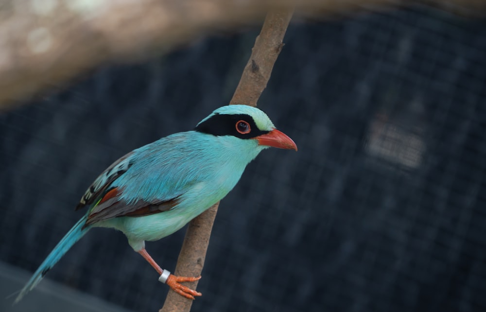 a colorful bird perched on top of a tree branch