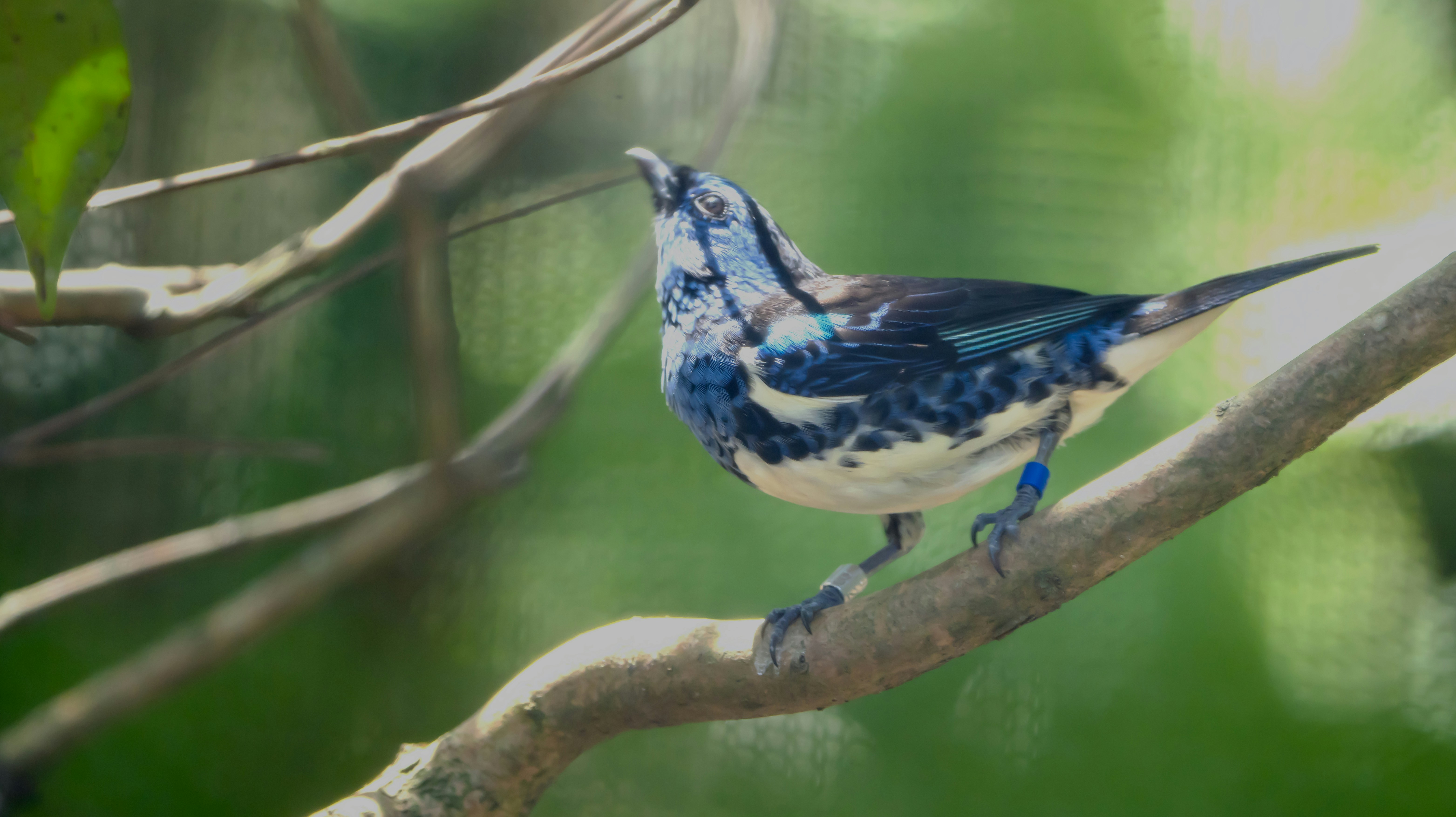 a blue and white bird sitting on a tree branch