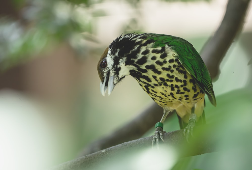 a green and black bird perched on a tree branch