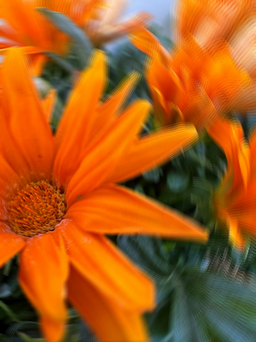 a close up of a bunch of orange flowers