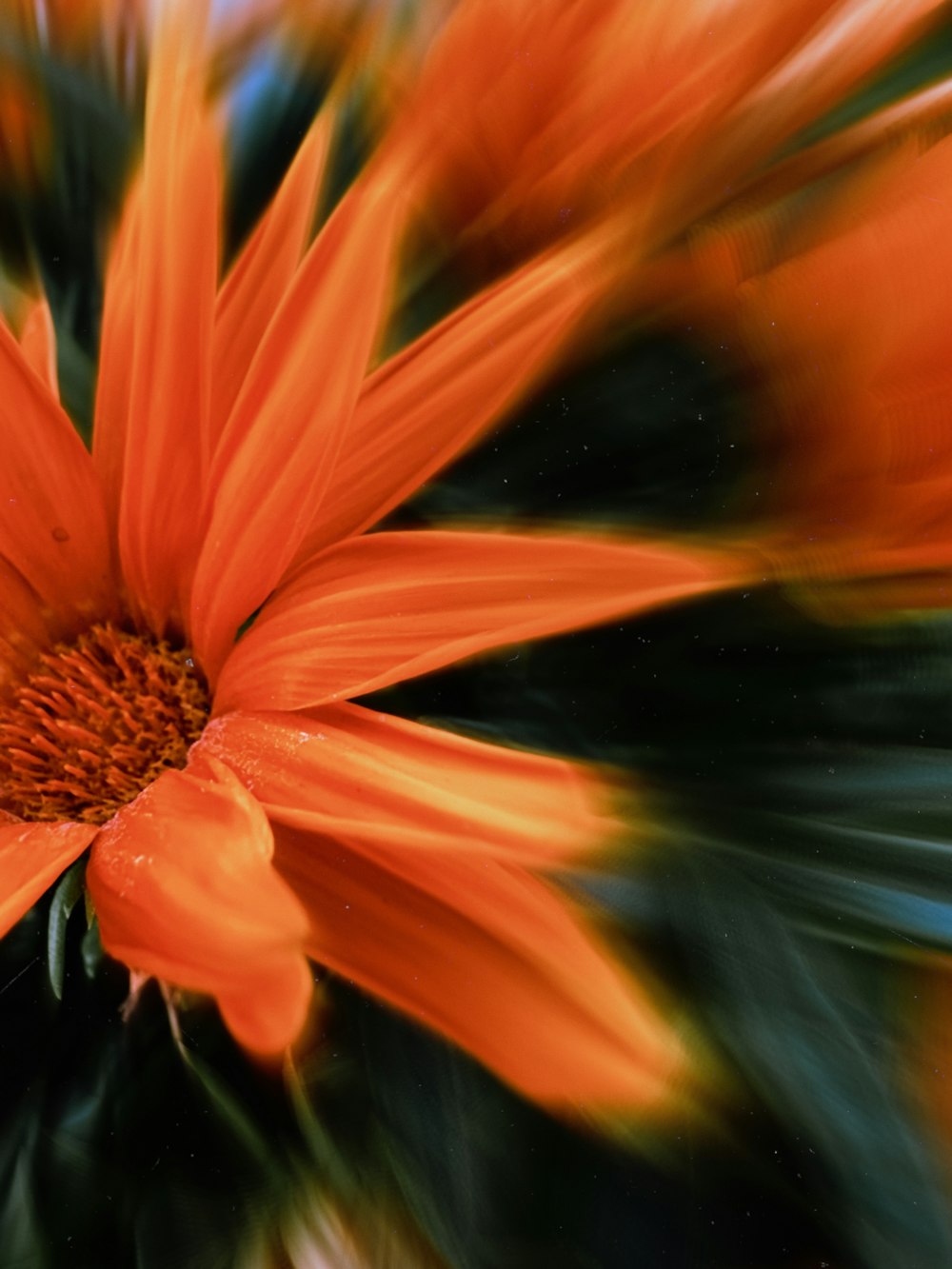 um close up de uma flor laranja com um fundo desfocado