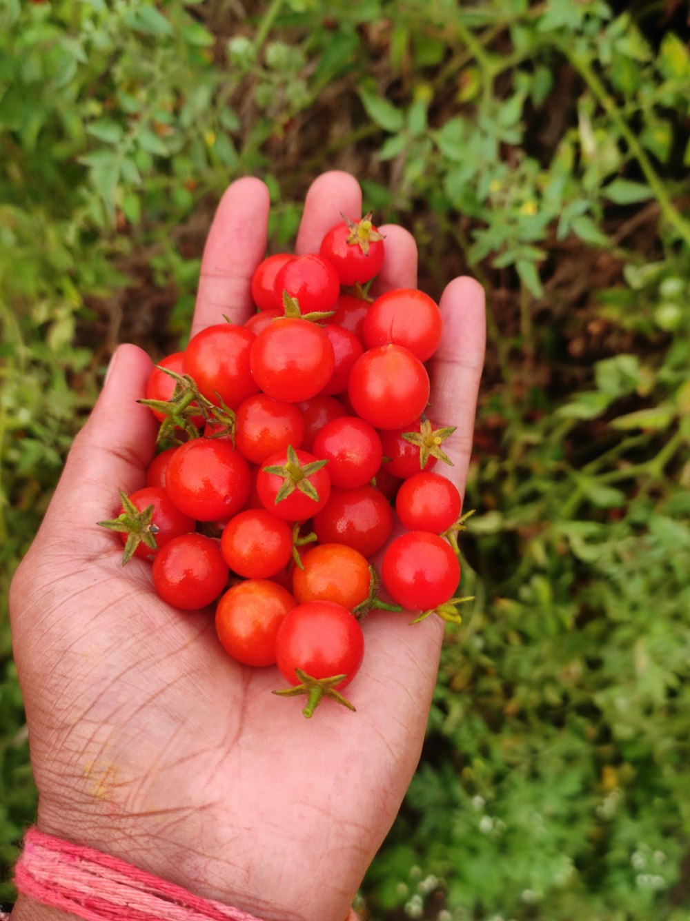 a hand holding a bunch of small red tomatoes