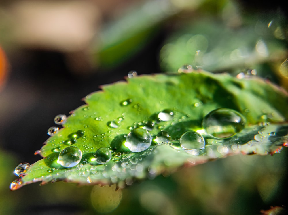 a green leaf with drops of water on it