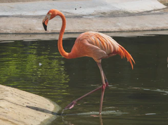 a flamingo standing in the water next to another flamingo
