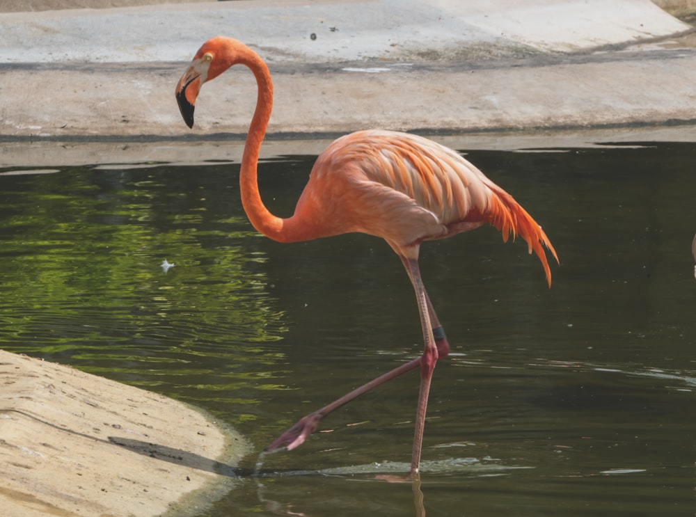 a flamingo standing in the water next to another flamingo