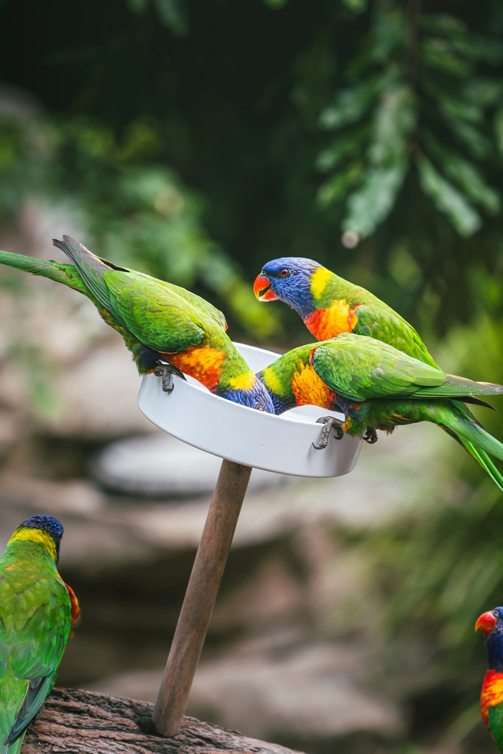 a group of colorful birds sitting on top of a white bowl