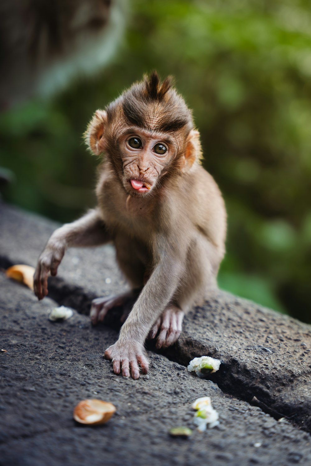 a small monkey sitting on top of a rock