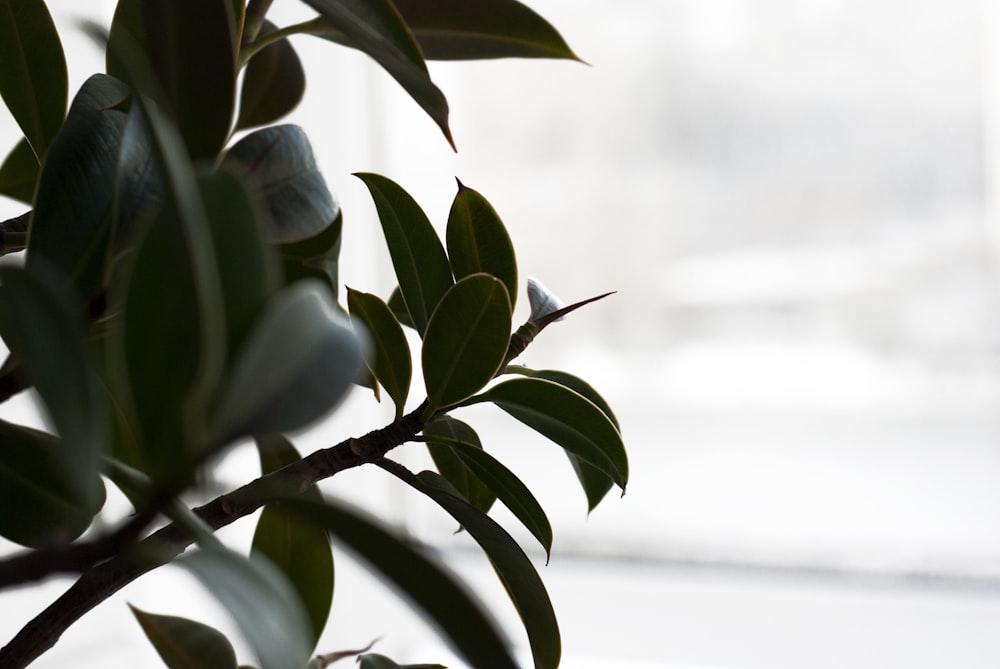 a close up of a plant with a window in the background