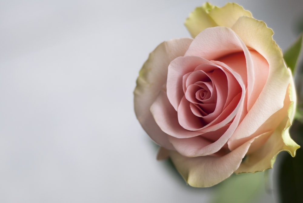 a pink rose with green leaves on a white background