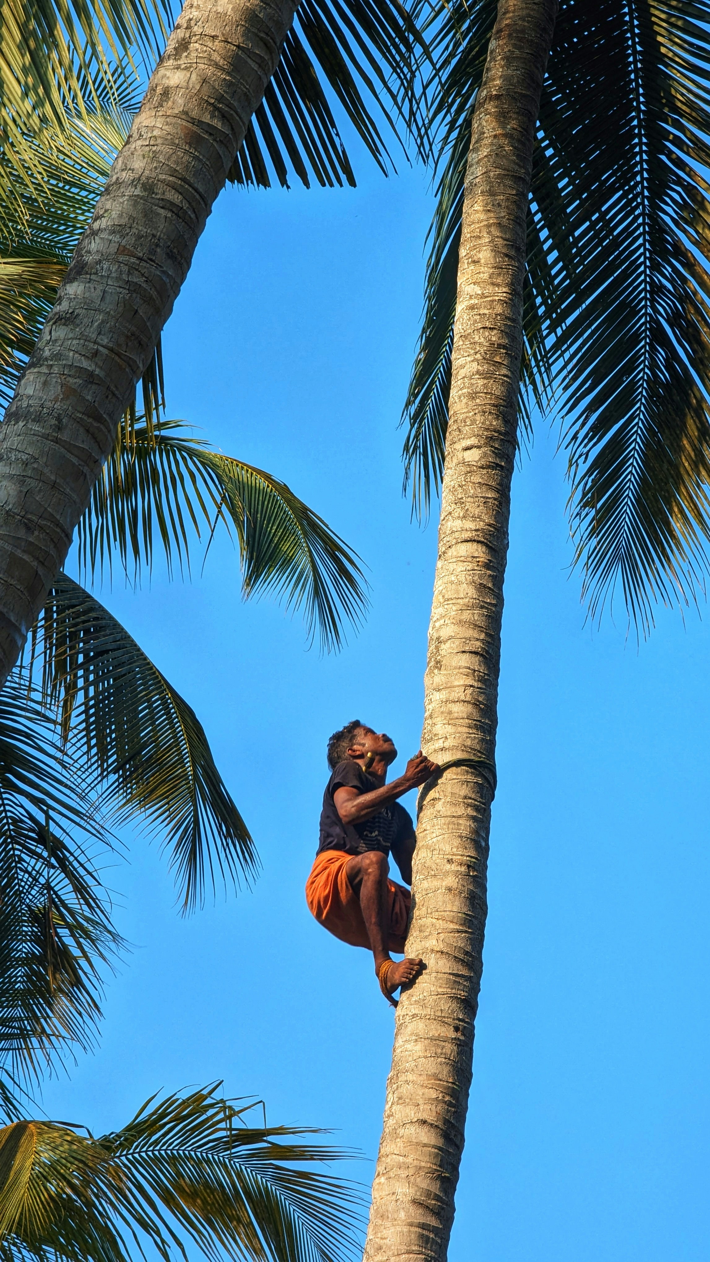 a man climbing up the side of a palm tree