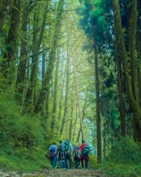 a group of people hiking up a trail in the woods