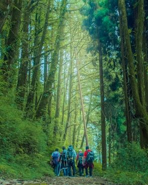 a group of people hiking up a trail in the woods