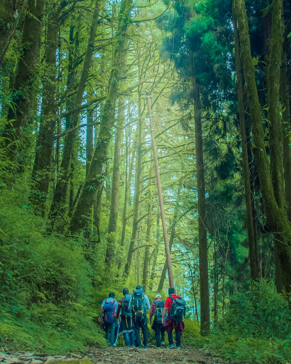 a group of people hiking up a trail in the woods