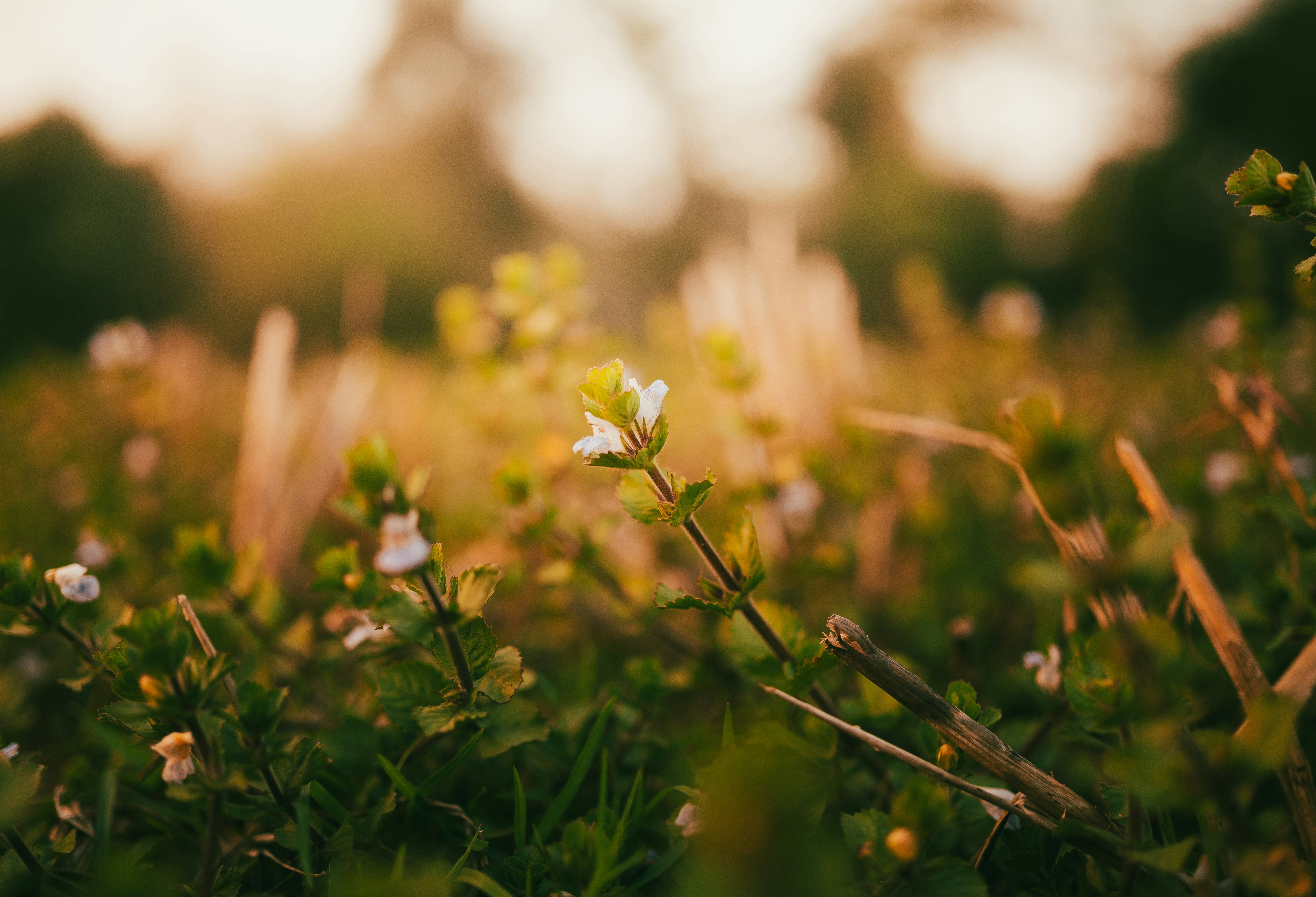 Photo by sourav_9547