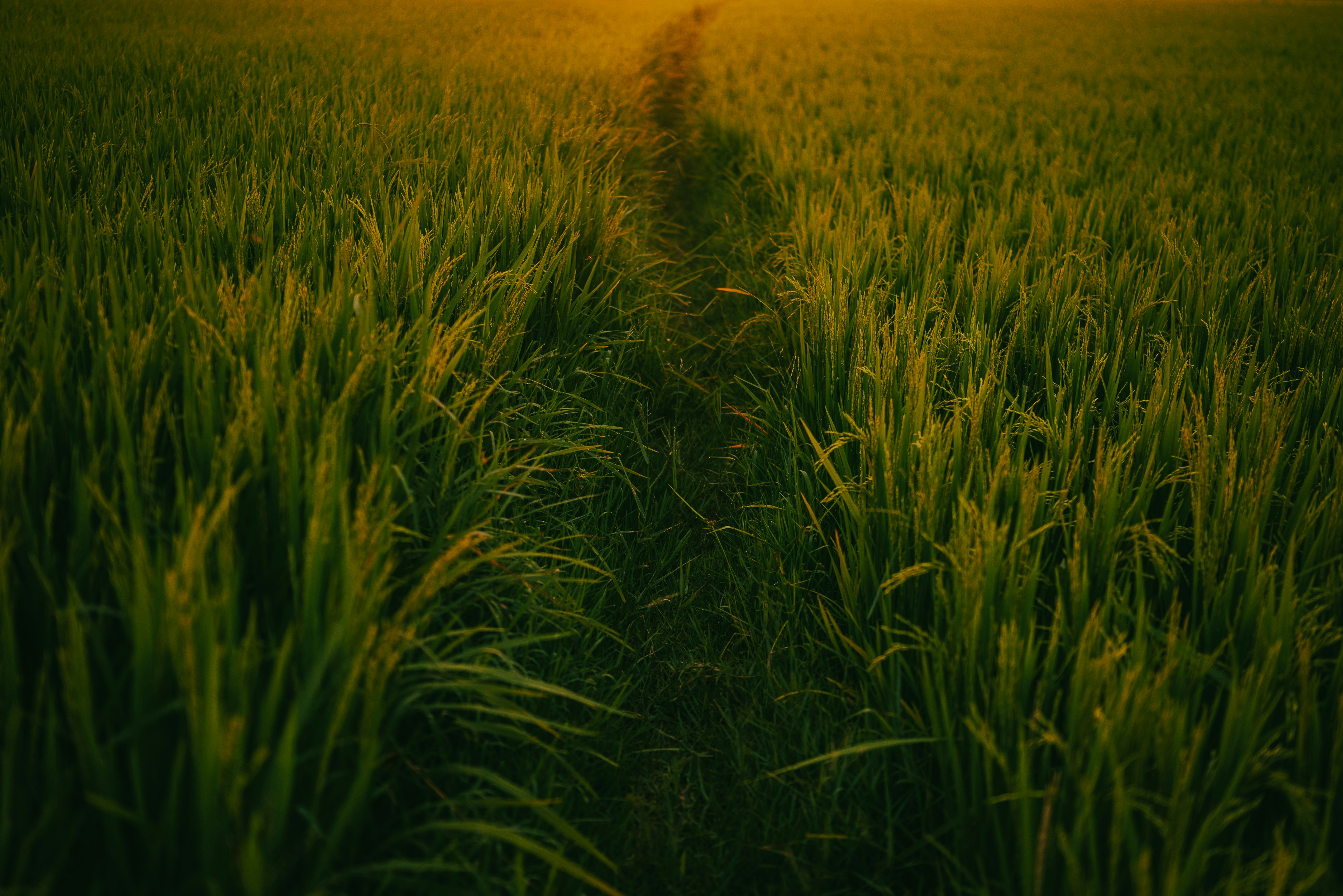 Photo by sourav_9547