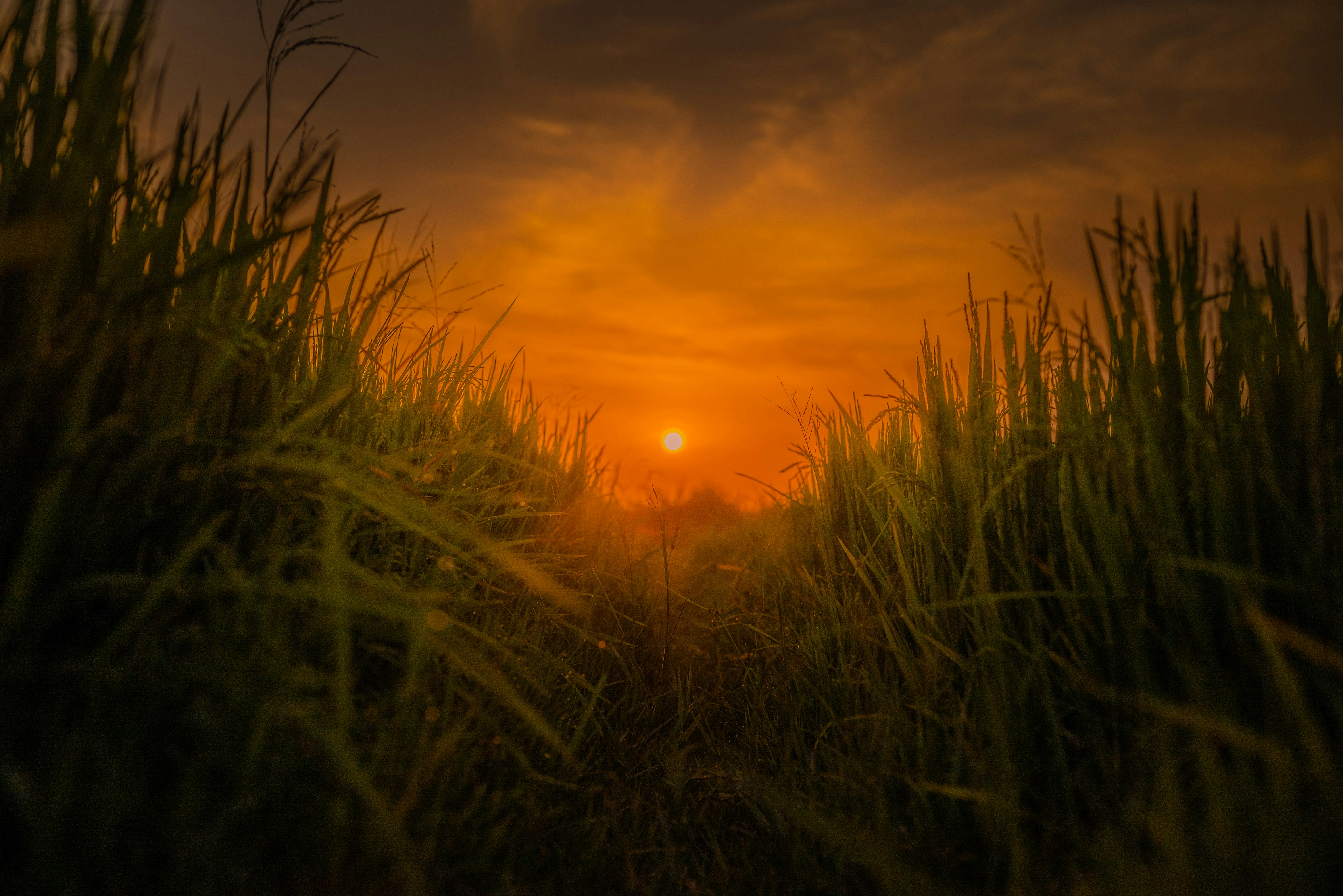 Photo by sourav_9547