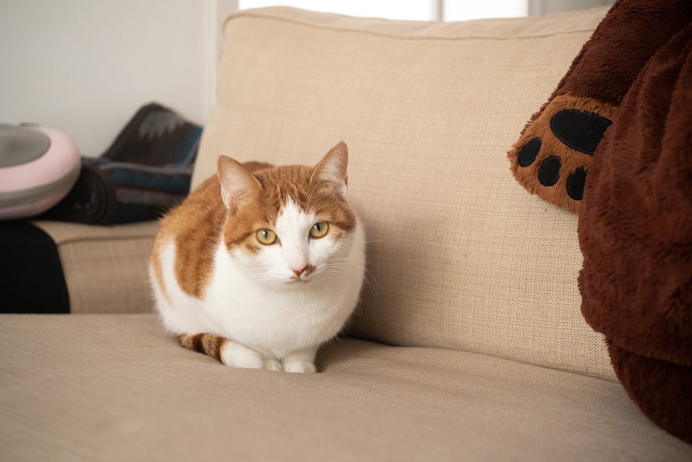 an orange and white cat sitting on a couch